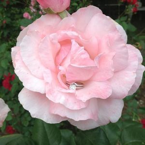 Meet your Posher, Leanne